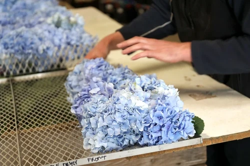 como se liofilizan las flores 