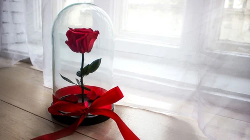 rosa eterna sant Jordi 