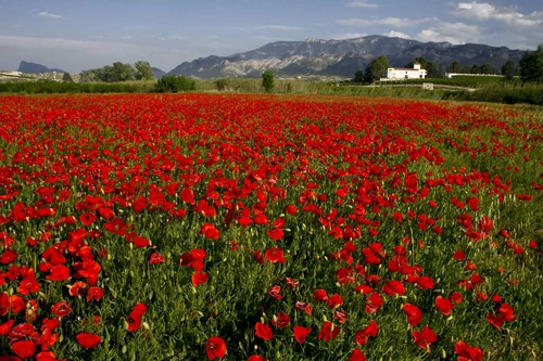 Lugares con muchas flores