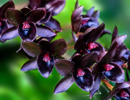 colores de orquídeas