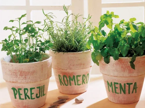 beneficios de las plantas aromáticas