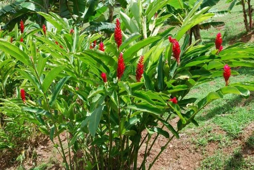 Plantas mágicas Harry potter 