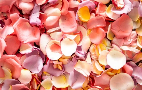 petalos de rosa baratos 