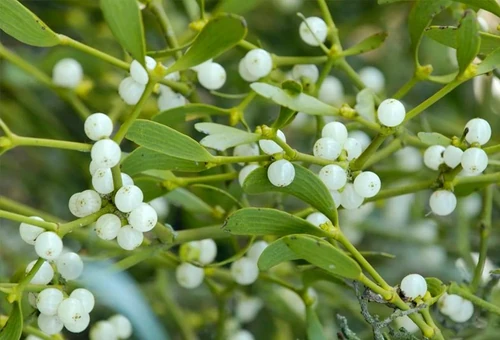planta de navidad 