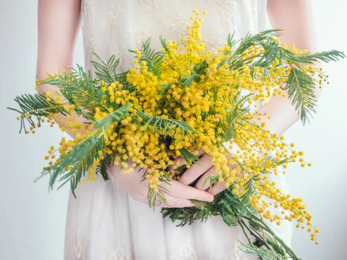 mimosa Día de la Mujer