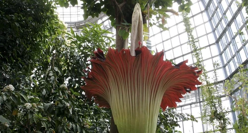 la flor mas grande del mundo