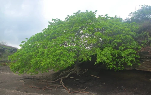 El árbol más peligroso del mundo