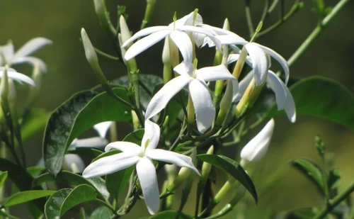flor blanca pequeña que huele bien