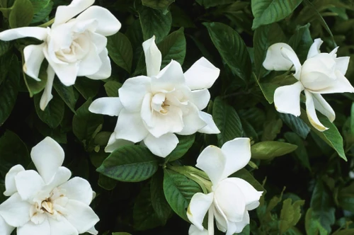 flores blancas que huelen bien