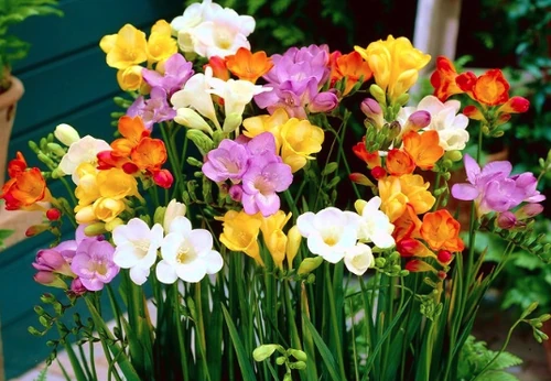 flores que mejor huelen