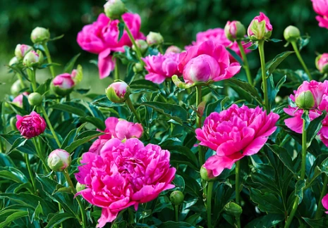 flores que mejor huelen