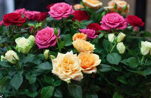flores huelen bien