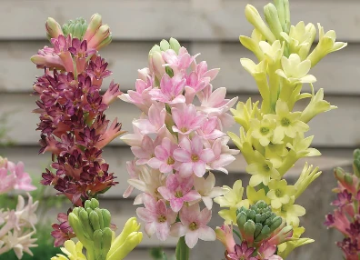 flores que huelen muy bien