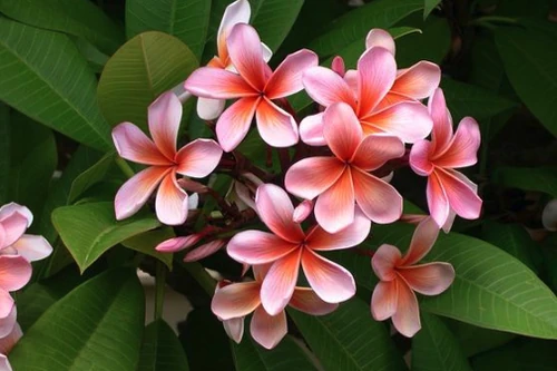 flores que mejor huelen