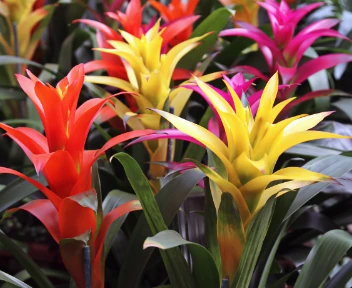 cuidados de la guzmania