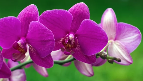 flores signo del zodiaco