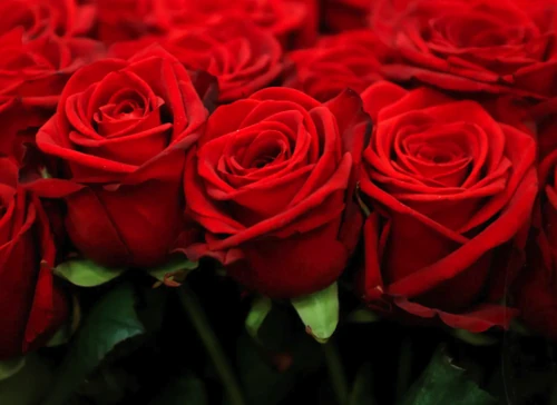 flores horóscopo