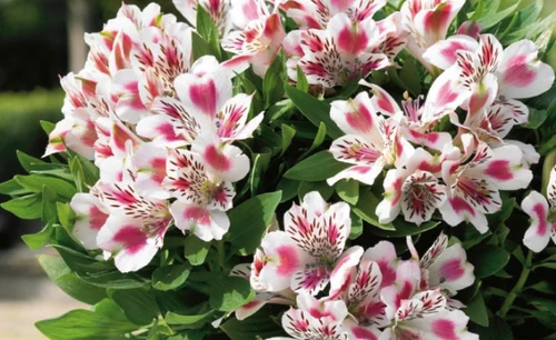 flor zodiacal