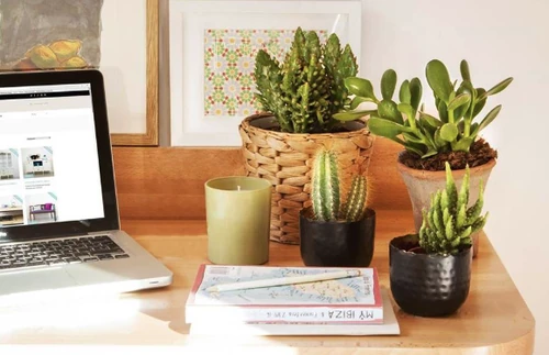plantas para el estrés y la ansiedad