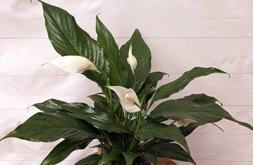 plantas para el estrés y los nervios