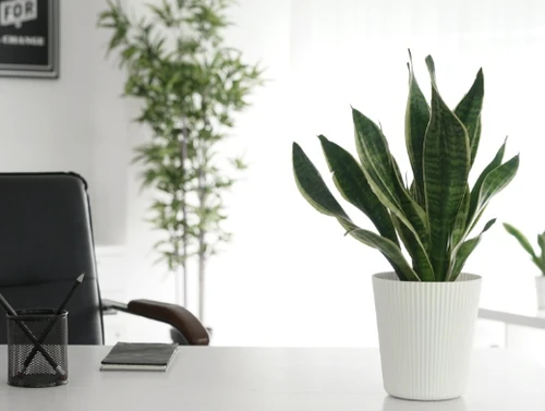 plantas para combatir el estrés