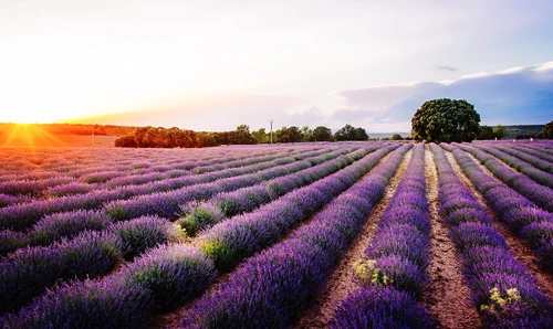 Lugares con muchas flores