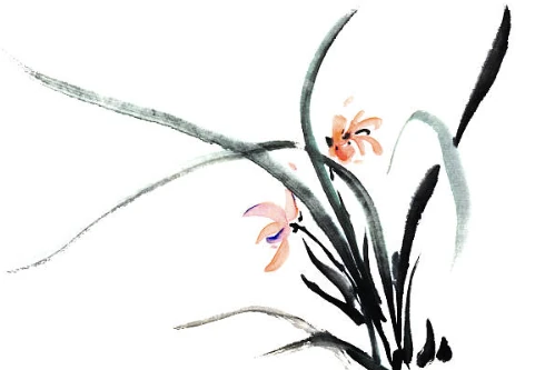 curiosidades de las orquídeas