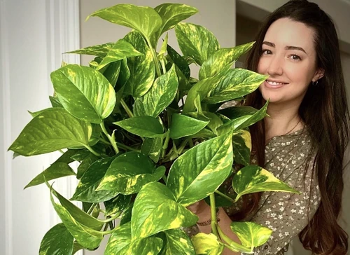 plantas refrescantes de interior
