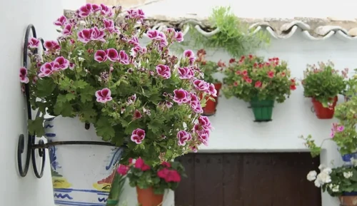 plantas que refrescan el ambiente