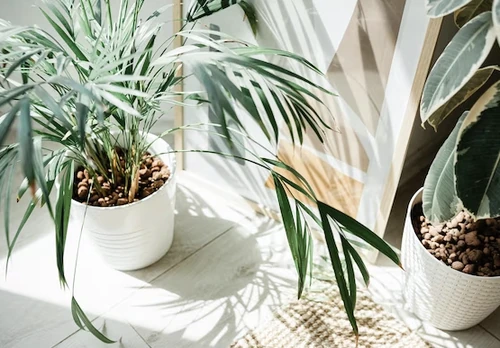 plantas refrescantes