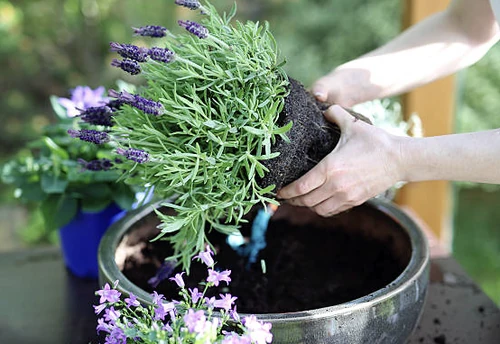 plantas que refrescan la casa