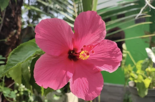plantas que refrescan la casa