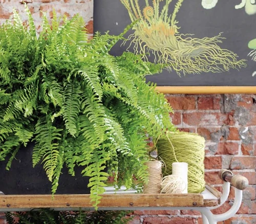 plantas de balcón para todo el año