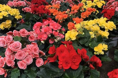 plantas de balcón para todo el año