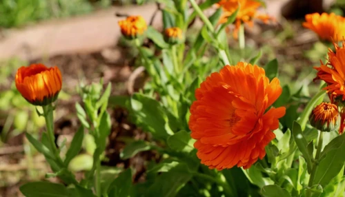 plantas de balcón para todo el año
