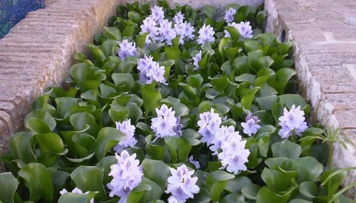 Plantas invasoras de jardín