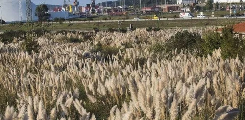 Plantas invasoras de jardín