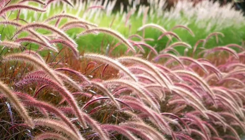 Plantas invasoras de jardín