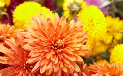10 Flores de Otoño
