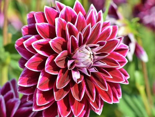 10 Flores de Otoño