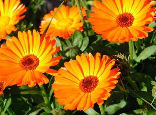 10 Flores de Otoño