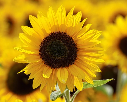 Flores de Otoño