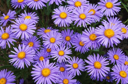 Flores de Otoño