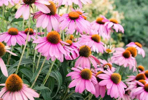 Flores de Otoño