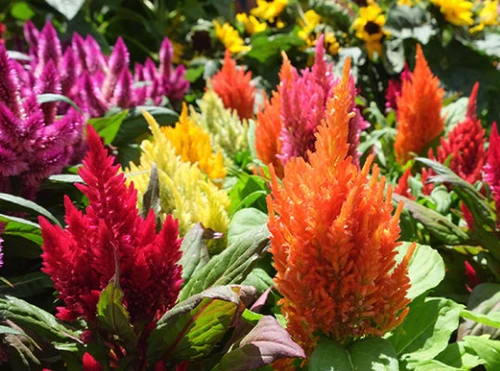 Flores de Otoño
