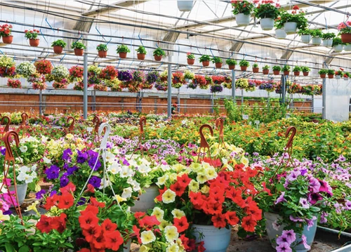 10 actividades con niños y plantas