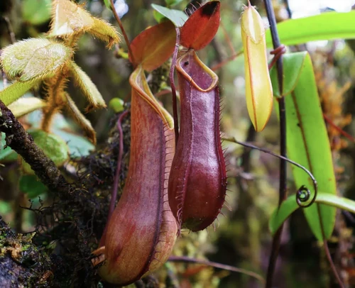 Plantas Carnívoras