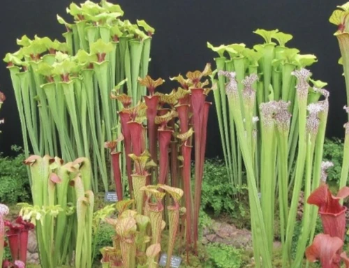 Plantas Carnívoras