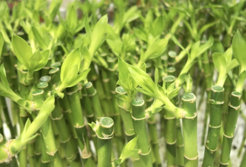 plantas de la buena suerte