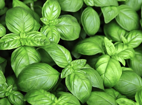 plantas de la buena suerte